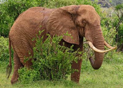 Facts About Cameroon Facts About Cameroon