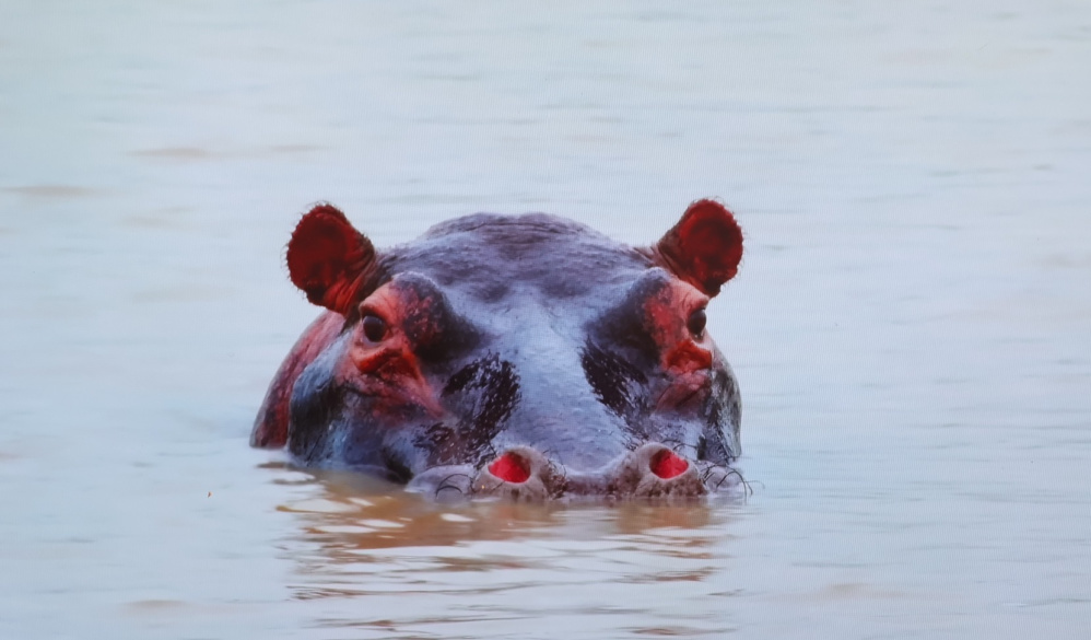 A hippo in River Benue, Northern Region of Cameroon