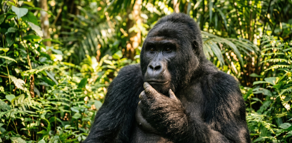 Wild life at Limbe zoo in Cameroon