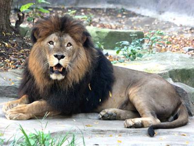 Cameroon Facts and Figures